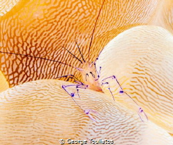 Bubble Coral Shrimp!!! by George Touliatos 